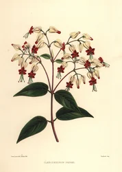 Bloeiende glorie-struik of schoonheidstruik, Clerodendrum thomsoniae (Clerodendron inerme, Clerodendron thomsones)